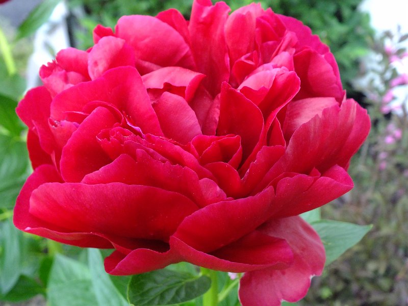 peony14 (2)